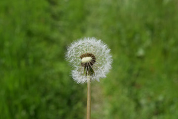 Ripened deflated dandelions in the grass