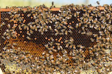 View of the inside of a beehive near Sheridan, Wyoming