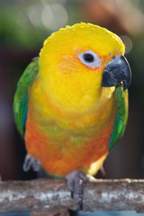 Jenday Conure, Jandaya Parakeet, Aratinga jandaya, 6 month old female 