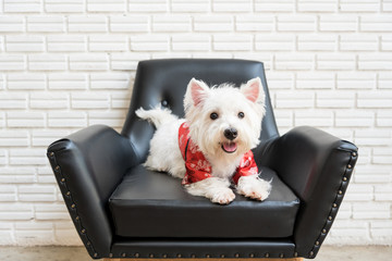 White terrier, westie highland dog