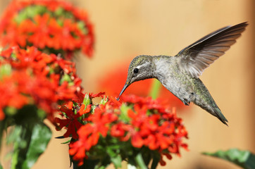Anna's Hummingbird feeding on Maltese Cross flowers, British Columbia, Canada