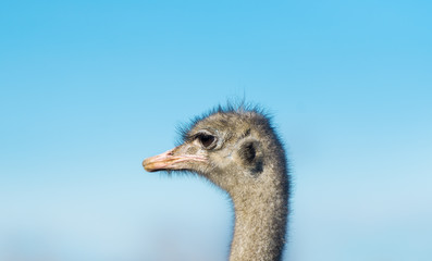 One ostrich on the farm