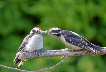 Downy Woodpecker feeding Baby on a Branch, British Columbia, Canada