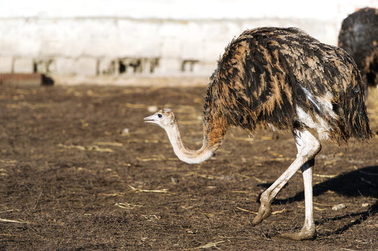 One ostrich walks on the ground  a farm