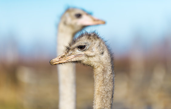 Two ostrich on the farm.