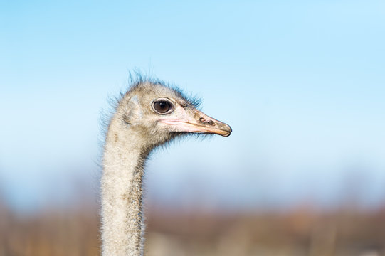 One ostrich on the farm