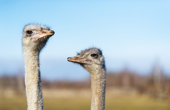 Two ostrich on the farm.