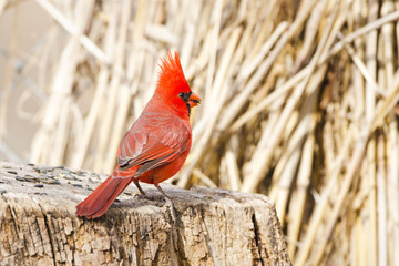 Male Northern Cardinal standing on a Stump, Eating sunflower seeds. Arizona, USA