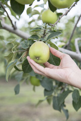 Hand picking a apple from a tree
