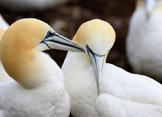 Northern Gannet Bonding behavior - Bonaventure Island, Perce Rock, Quebec, Canada