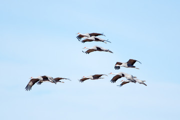 sSandhill Crane in Flight with Blue Sky Background, Whitewater Draw, Arizona, USA

Sharp focus on cranes in center frame.