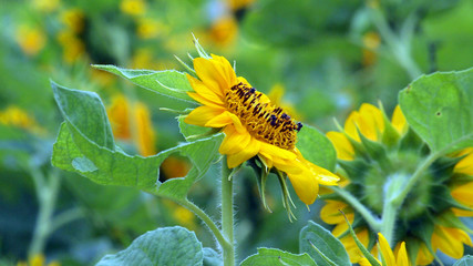 beautiful yellow Sunflower