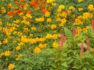 Obraz premium yellow flowers background