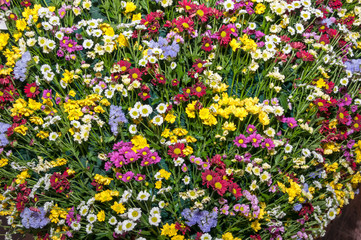 Multicolor flower background
