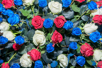 Fototapeta na wymiar Tricolor roses full and fresh top view 