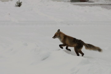Fototapeta na wymiar fox