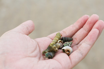 Hermit Crabs on Hand