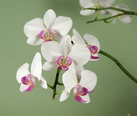 Phalaenopsis orchid flowers  (butterfly orchid)