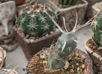 Sharp spine cactus
