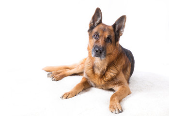 German shepherd is lying on a white background