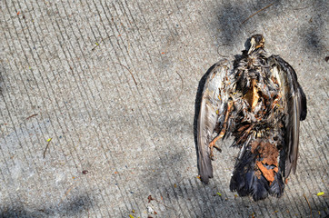 Dead bird on pavement
