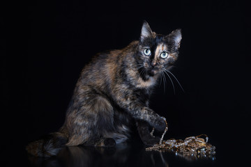 Motley cat sits and holds in a paw a jewel on a black background