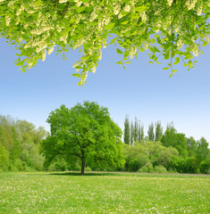 Fototapeta na wymiar Spring landscape with flowering branch tree.