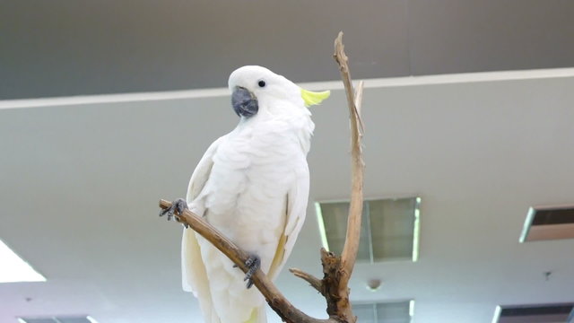 white parrot cockatoo standing on the log