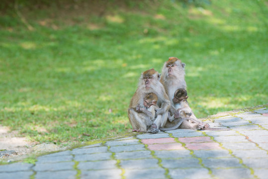 Two monkey parents carry their newborn baboes at the botanical garden, Penang state of Malaysia
