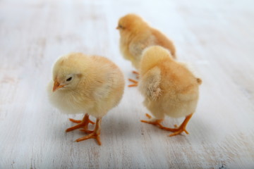 Yellow chickens on a  wooden background