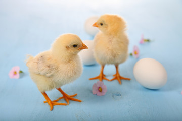 Yellow chickens and eggs  on a  wooden background