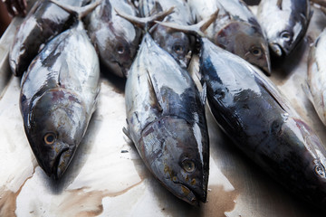 Fresh raw tuna fish in market