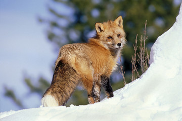 Red Fox standing in snow, looking back