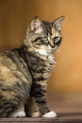 Kitten Calico sitting,portrait