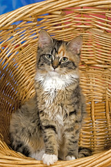 Fototapeta na wymiar Kitten Calico sitting in willow basket, portrait