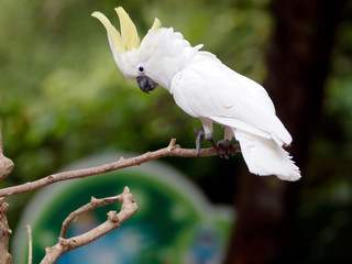  white cockatoo - obrazy, fototapety, plakaty