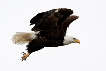 Abwaschbare Fototapete Adler Weißkopfseeadler im Flug