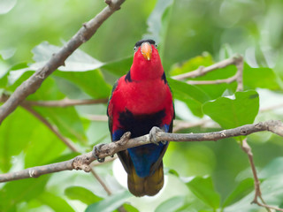 Bird red parakeet.