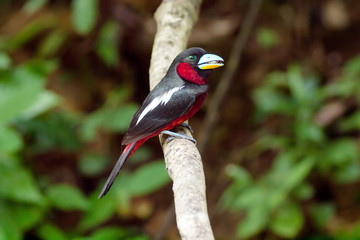 Black-and-Red Broadbill