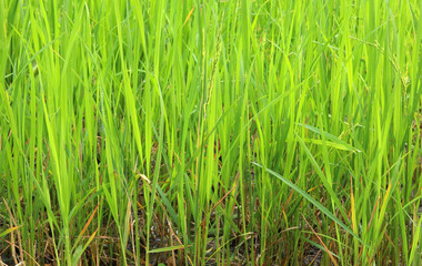 Fototapeta premium Part of young green paddy rice under sunrise. Blur Paddy rice field in the morning background