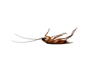 Dead cockroaches white background