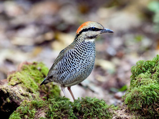 Bird blue pitta .