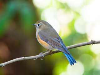 Buff-breasted Babbler