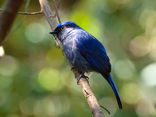  Large Niltava