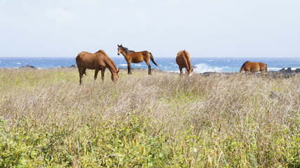 Caballos Salvajes Rapa Nui