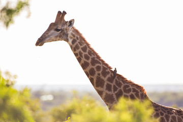 Naklejka premium A Giraffe with with an Oxpecker bird on its back