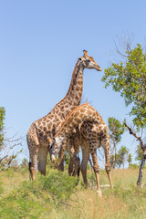 Obraz premium A giraffe poking another with its horns