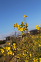 菜の花畑