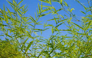 Bamboo leaf background on blue sky.