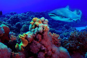 Underwater tropical sea view